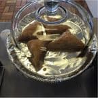 Best Homemade Baklava in Belleville, IL